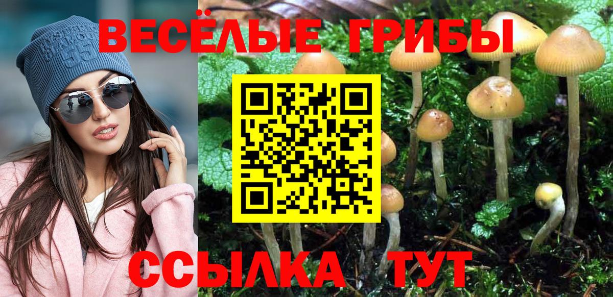 Славгород  Псилоцибиновые грибы Psilocybe  Вход с VPN 